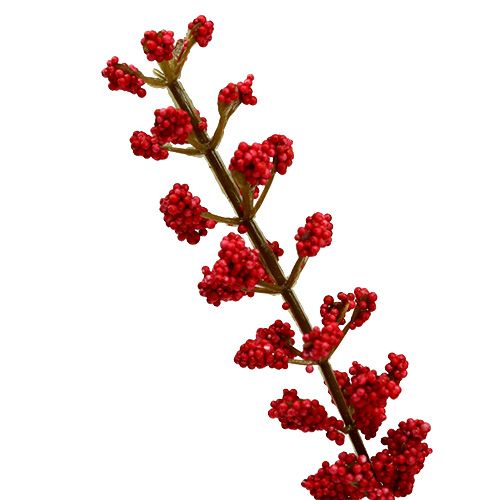 Floristik24 Astilben buisson rouge 52cm
