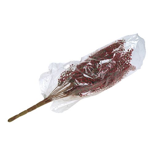 Floristik24 Astilben buisson rouge 52cm