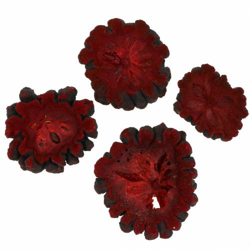 Floristik24 Tranches de fruits décoratifs Ata fruit rouge 1kg