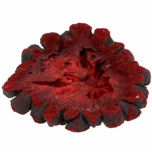 Floristik24 Tranches de fruits décoratifs Ata fruit rouge 1kg