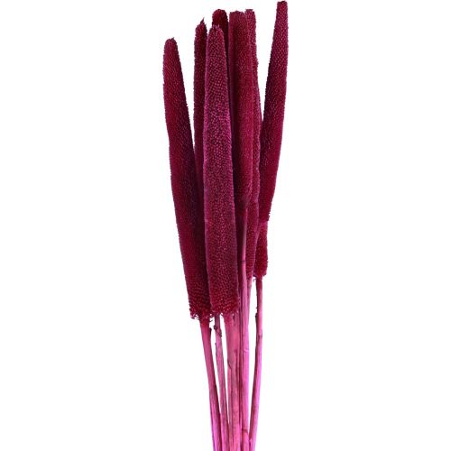 Floristik24 Millet perlé, babala roseau, millet rose 70cm 10 pcs