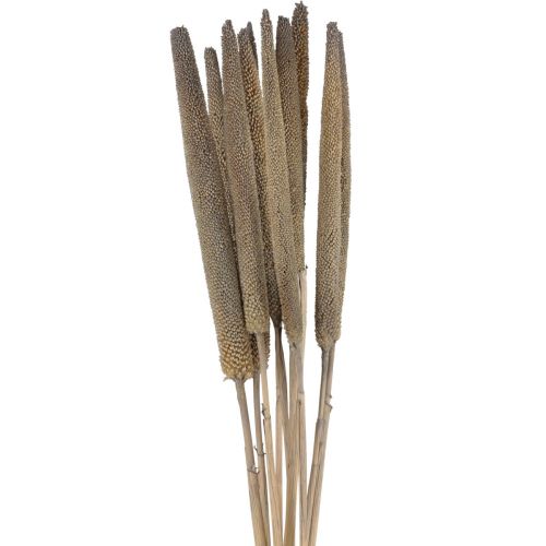 Millet perlé, babala de roseau, millet vert 70cm 10 pcs