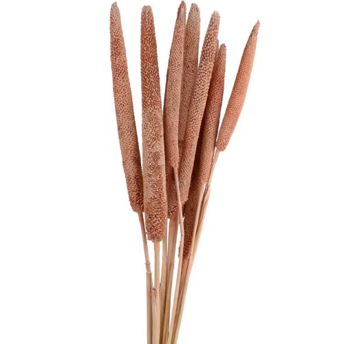 Article Millet perlé, babala de roseau, millet rouge brun 70cm 10 pcs