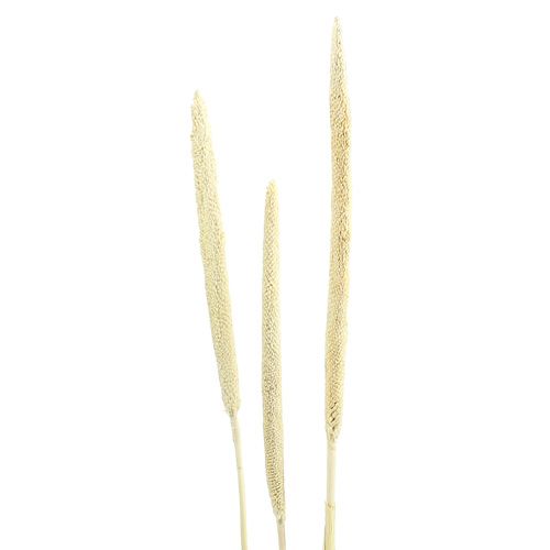 Floristik24 Babala millet perlé blanchi et séché, décoration, 25 pièces