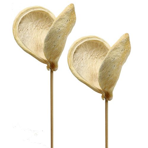 Floristik24 Badam sur bâton blanchi 6cm - 12cm L55cm 23 pcs