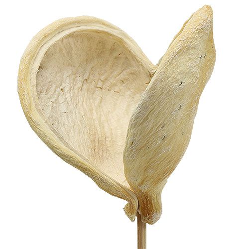 Floristik24 Badam sur bâton blanchi 6cm - 12cm L55cm 23 pcs