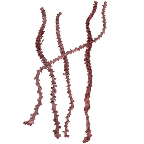 Article Tiges de bananier Rouge bordeaux, blanchi 25-55cm 20pcs