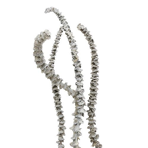 Floristik24 Tige de Banane Blanc lavé 20 pcs
