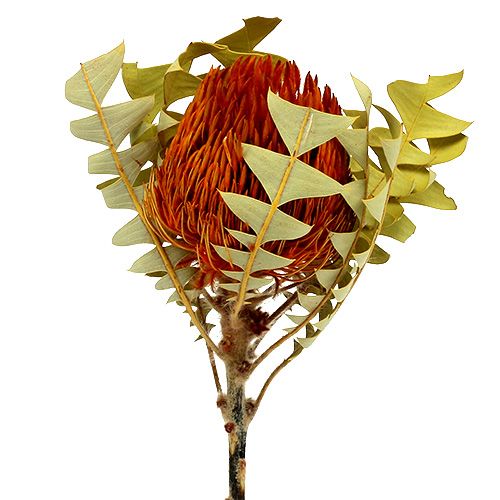 Floristik24 Banksia Baxterii Orange 8 pièces