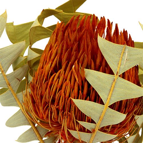 Floristik24 Banksia Baxterii Orange 8 pièces
