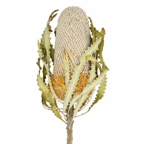 Banksia Hookerana naturel 7pcs