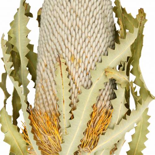 Floristik24 Banksia Hookerana naturel 7 pcs