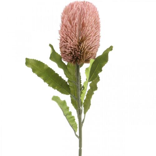 Floristik24 Fleur artificielle Banksia rose automne décoration fleuristerie commémorative 64cm