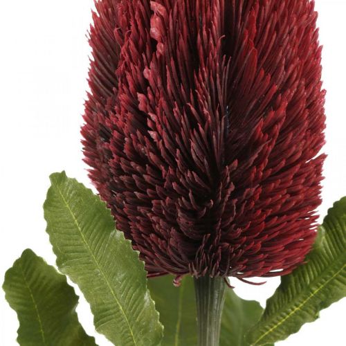 Article Fleur Artificielle Banksia Rouge Bordeaux Artificielle Exotiques 64cm