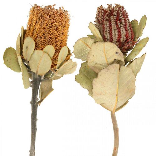 Floristik24 Banksia coccinea fleurs séchées naturelles 10 pcs