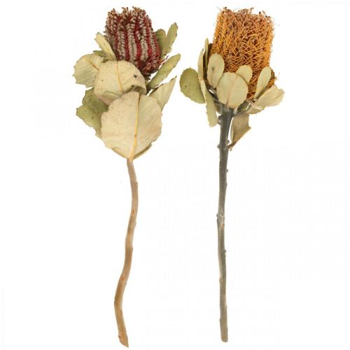 Floristik24 Banksia coccinea fleurs séchées naturelles 10 pcs