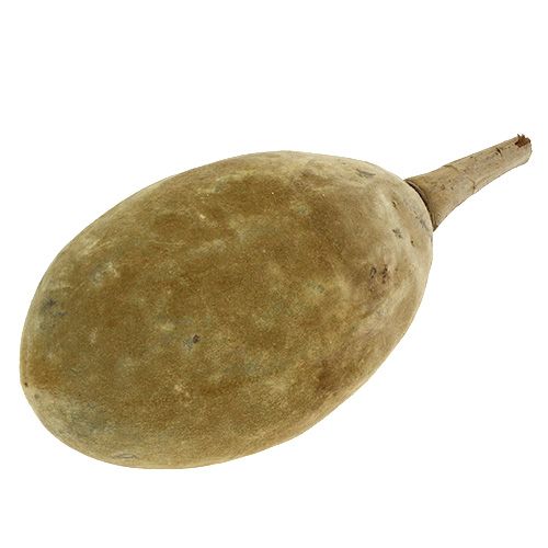 Floristik24 Baobab fruit naturel 15cm - 20cm