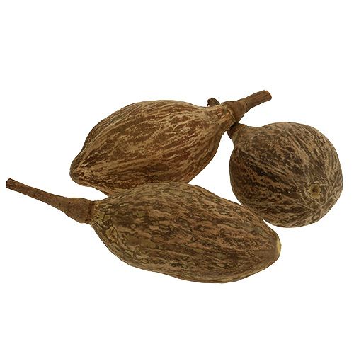 Floristik24 Fruit de baobab pelé 15cm - 20cm naturel 5pcs