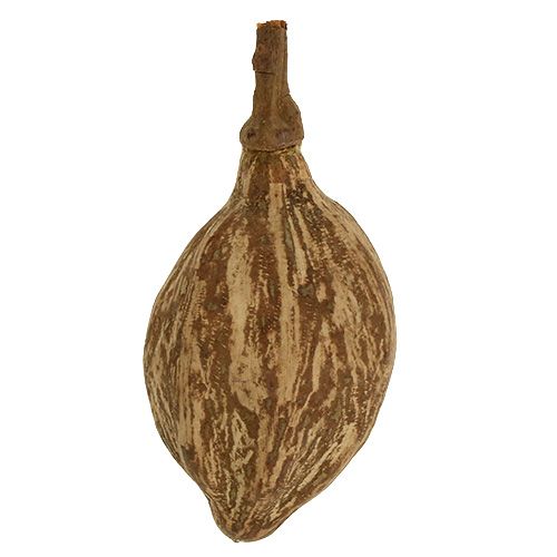Floristik24 Fruit de baobab pelé 15cm - 20cm naturel 5 pcs