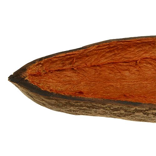 Floristik24 Cosse de baobab naturelle épluchée 30-38 cm