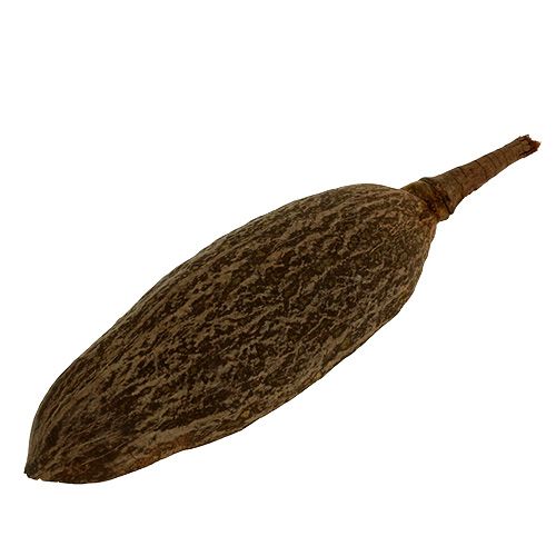 Floristik24 Cosse de baobab naturelle épluchée 30-38 cm
