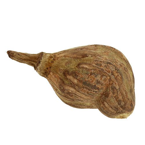 Floristik24 Baobab mini pelé naturel 8cm - 12cm 250g