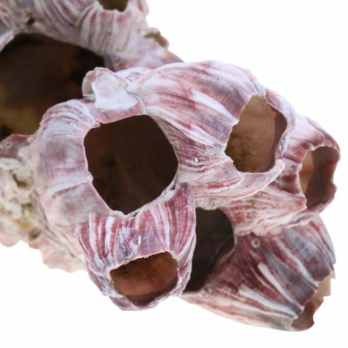 Floristik24 Coquilles décoratives balanes naturelles 12-16cm 3 pcs