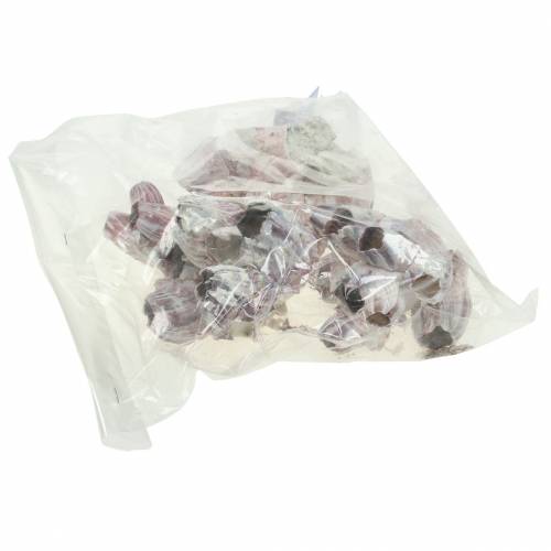 Floristik24 Coquilles décoratives balanes naturelles 12-16cm 3 pcs