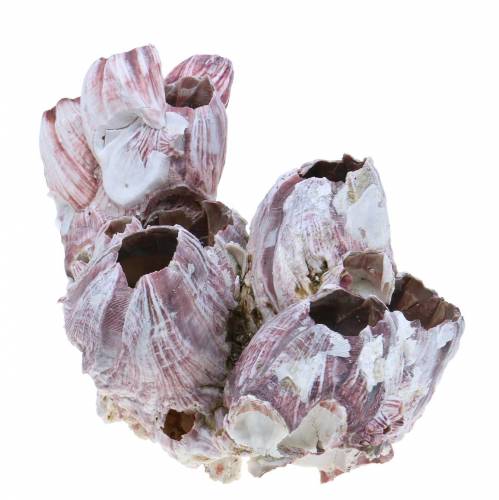 Floristik24 Coquilles décoratives balanes naturelles 12-16cm 3 pcs