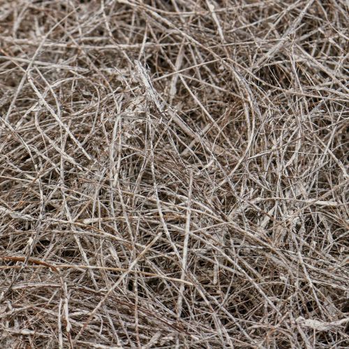 Article Matériel artisanal fibres de palmier palmier palmyre lavé à la chaux 1kg