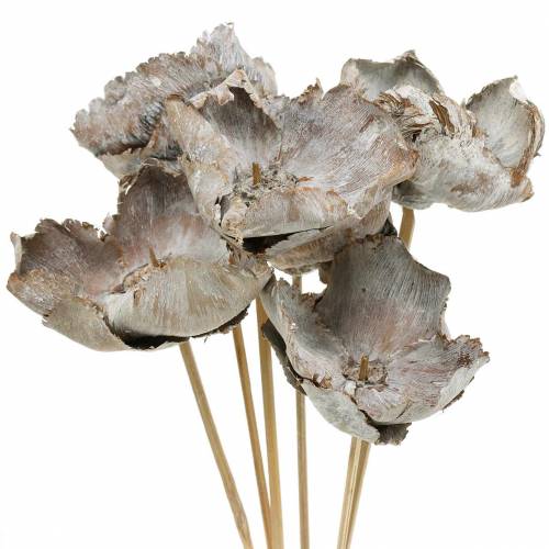 Article Fleurs de palmier sur bâtonnet Déco Blanchie Ø8-12cm 25pcs