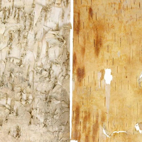 Floristik24 Écorce d'arbre bandes d'écorce décoratives écorce de bouleau naturelle 30×12cm 6 pièces