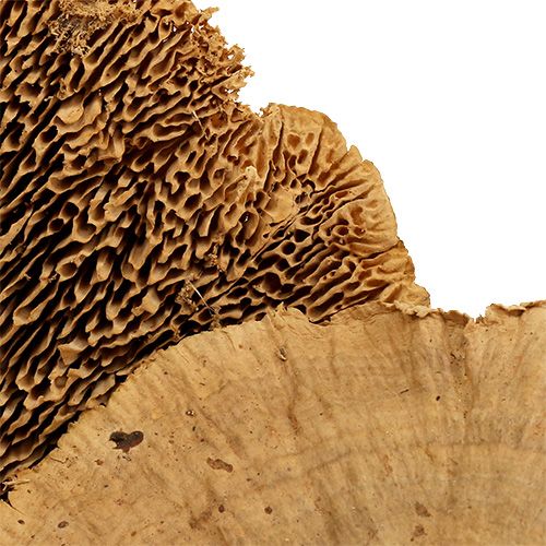 Floristik24 Eponge arbre nature 500g