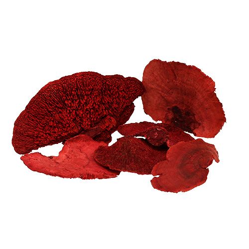 Floristik24 Éponge d&#39;arbre rouge 1kg