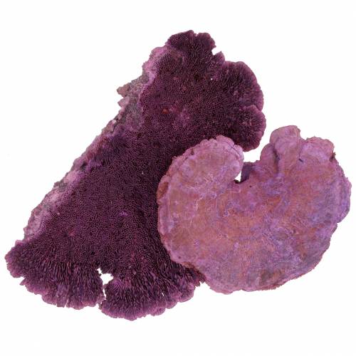 Article Eponge d&#39;arbre violet blanchie à la chaux 1kg