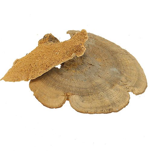 Floristik24 Éponge d&#39;arbre champignons décoratifs naturels séchés 6cm 1kg