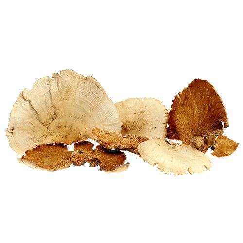 Éponge d&#39;arbre blanchie 1kg