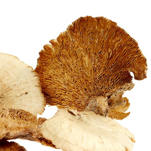 Article Éponge d'arbre blanchie 1kg