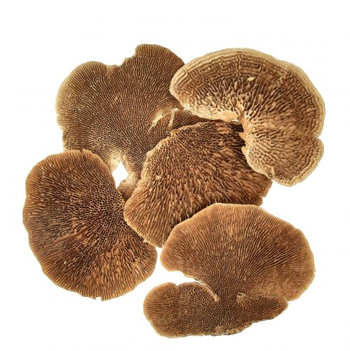 Floristik24 Éponge d'arbre petite décoration de champignons d'arbre naturels 4-6cm 1kg