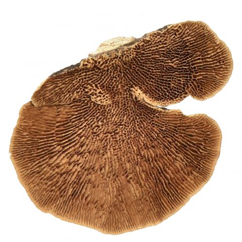 Floristik24 Éponge d'arbre petite décoration de champignons d'arbre naturels 4-6cm 1kg