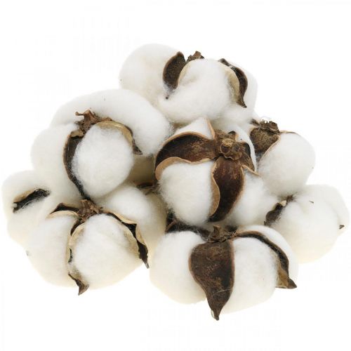 Décoration fleurs de coton Décoration naturelle en coton séché Ø6cm 12pcs