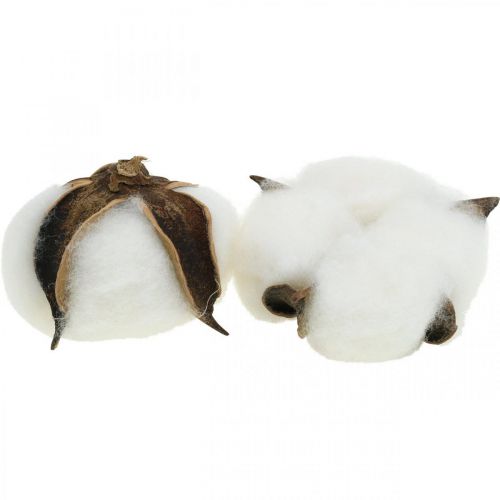 Article Décoration fleurs de coton coton séché décoration naturelle Ø6cm 12 pcs