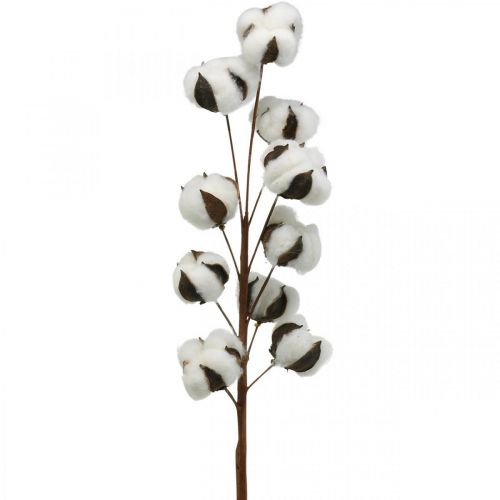 Floristik24 Branche de coton décoration naturelle 10 têtes sur fil décoration coton 68cm