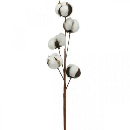 Floristik24 Branche de coton déco Branche déco en coton véritable 5 têtes 50cm