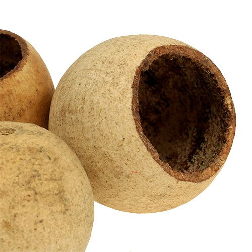 Article Coupe cloche petite naturel 25 pcs