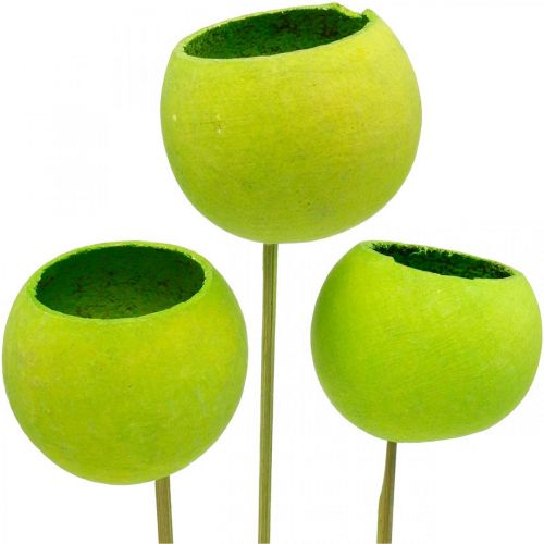 Floristik24 Coupe cloche sur bâton Vert Exotiques séchés 15pcs