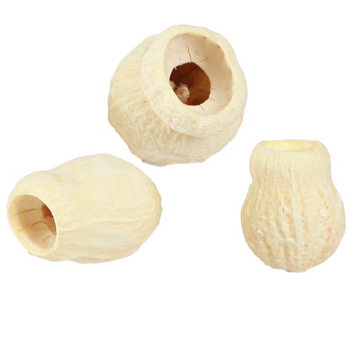 Floristik24 Bellgum fruits de cloche séchés blanchis 2,5-3,5 cm 500g