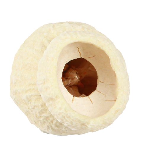 Article Bellgum fruits de cloche séchés blanchis 2,5-3,5 cm 500g