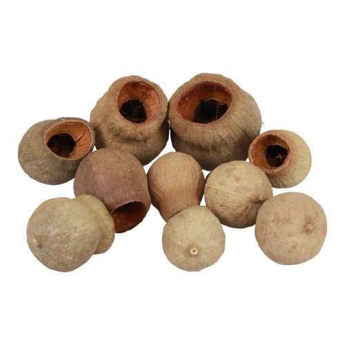 Floristik24 Bellgum capsule de fruit de cloche fruit décoration naturelle marron 500g