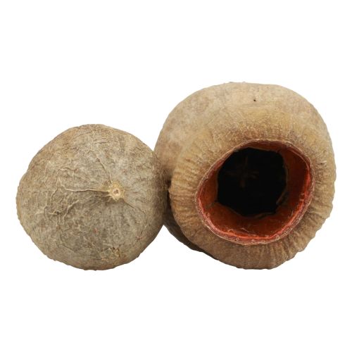 Floristik24 Bellgum capsule de fruit de cloche fruit décoration naturelle marron 500g